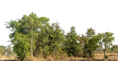 Green Trees on transparent background.Forest and foliage in summer for both printing and web pages with cut path and alpha channel png