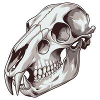 Sharp, Clean Wolf Skull on a Pure White Background. vector