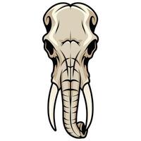 An elephant skull with tusks on a white background vector