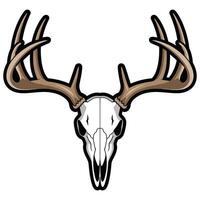 A deer skull with antlers on a white background vector