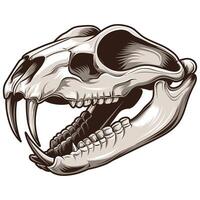 A skull with fangs and teeth on a white background vector