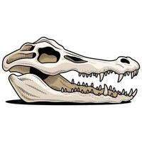 A skull with teeth and a long jaw vector