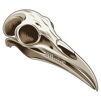 Sharp, Clean Bird Skull with Anatomical Accuracy. vector