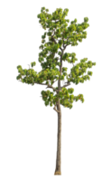 Real tree with green leaves, tree on transparent background, high resolution png