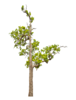 Real tree with green leaves, tree on transparent background with clipping path and alpha channel. high resolution png