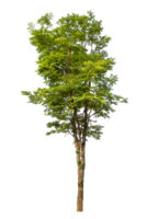 Real tree with green leaves, tree on transparent background. with clipping path and alpha channel high resolution png