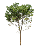 Real tree with green leaves, tree on transparent background high resolution png
