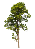 Isolated single isolated on transparent background with clipping path and alpha channel, high resolution png