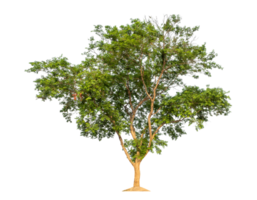 Trees isolated on transparent background, tropical trees, high resolution. png