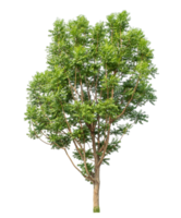 Real tree with green leaves, tree on transparent background with clipping path and alpha channel, high resolution png