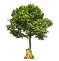 Green tree isolated on transparent background with clipping path and alpha channel . png