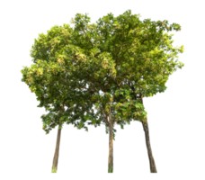 Trees isolated on transparent background, tropical trees, high resolution png