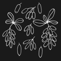 Set leaves and barberry berries. Botanical element. Hand drawn illustration in outline style vector