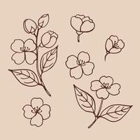 Set of leaves and flowers of jasmine. Hand drawn illustration in outline style vector
