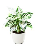 Aglaonema in a glossy white pot, large variegated leaves with bright green and silver patterns, isolated, dynamic png