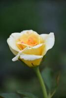 Single Lone Budding Yellow Rose Beginning to Flower photo