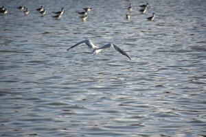 Stunning Tern in Flight Over the Ocean photo