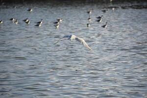 Tern in Flight Over Shallow Ocean Waters photo