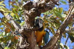 Blue and Gold Macaw Sitting on a Branch photo