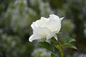 Side View of a White Rose Blossom photo