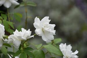 Rosebush with White Roses in Full Bloom photo