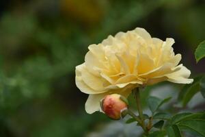 Pretty Yellow Budding and Flowering Rose Bush photo