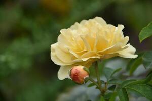 Budding and Blooming Yellow Rose on a Bush photo