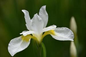 Close up of a White Siberian Iris photo