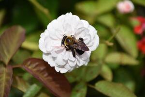White Rose Blossom with a Bee On It photo