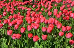 Field of Gorgeous Flowering Dark Pink Tulips photo