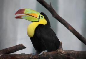 Lovely Toucan Bird with his Beak Open photo