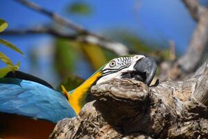 Macaw With His Beak on a Branch Up Close photo