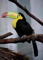 Colorful Beak on a Toucan Perched on a Branch photo