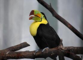 Very Bright Colored Toucan Bird on a Branch photo