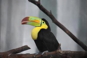 Yellow and Black Toucan Bird with a Colorful Beak photo