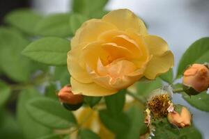 Budding and Flowering Yellow Roses in a Garden photo