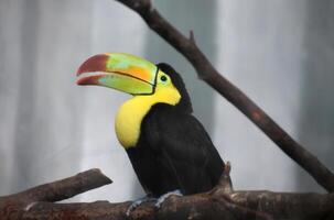 Beautiful Brightly Colored Toucan with an Open Beak photo