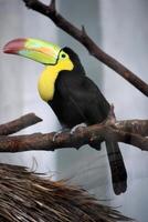 Side Profile of a Toucan Bird on a Perch photo
