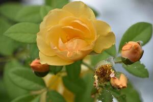 Trio of Rosebuds and Rose Blossom photo