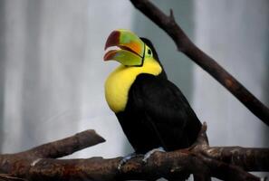 Looking into the Face of a Colorful Toucan Bird photo