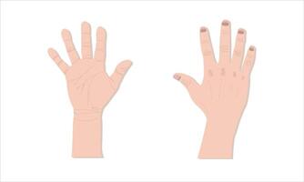 Two hands with different sizes and shapes vector