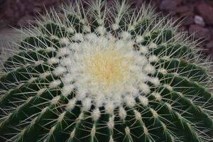 Sharp Spikes Patterned on a Barrel Cactus photo