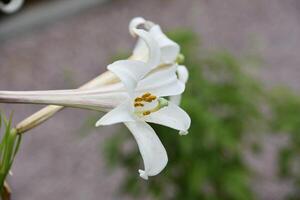 White Flowering Trumpet Lily Blooming in the Summer photo