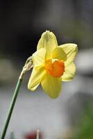Daffodil that is Yellow and Orange in the Spring photo