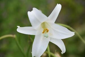 Looking into the Center of a Flowering Trumpet Lily photo