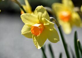 Orange and Yellow Jonquils Blooming in the Spring photo
