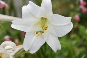Pollen Falling from the Stamen on a Trumpet Lily photo