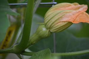 Squash Flower on the End of a Butternut Squash photo