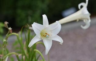 Blooming and Flowering White Trumpet Lilies photo