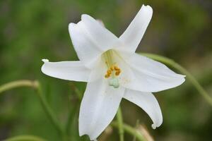 Up Close Look at a White Trumpet Lily photo